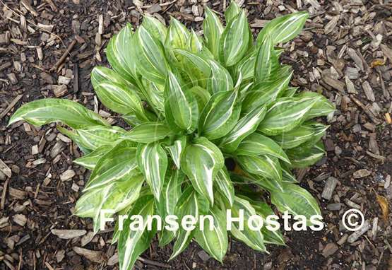 Hosta Eros